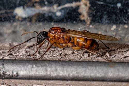 Adult Female Carpenter Queen Ant photo