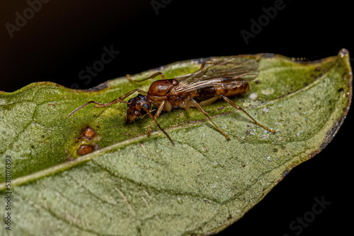 Adult Male Winged Ant photo
