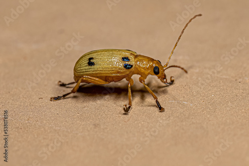 Yellow adult leaf beetle photo