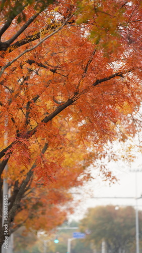 The beautiful autumn view with the colorful leaves on the tree in the city