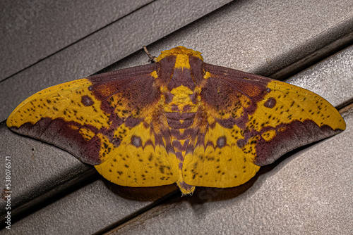 Adult Imperial Moth photo