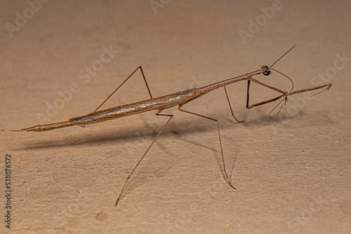 Adult Thespid Mantis photo