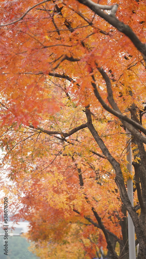 The beautiful autumn view with the colorful leaves on the tree in the city The beautiful autumn view with the colorful leaves on the tree in the city