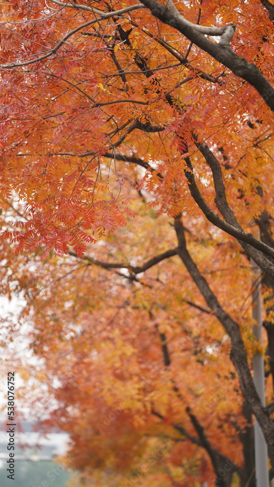 The beautiful autumn view with the colorful leaves on the tree in the city The beautiful autumn view with the colorful leaves on the tree in the city