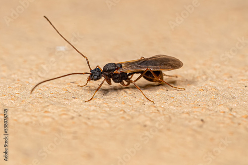 Male Adult Myrmicine Ant photo