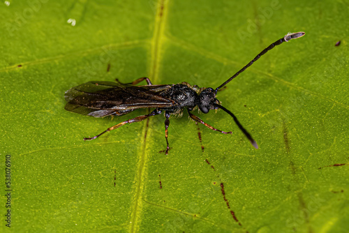 Adult Winged Male Ant photo