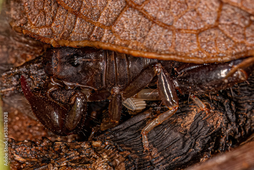 Small Black Scorpion photo