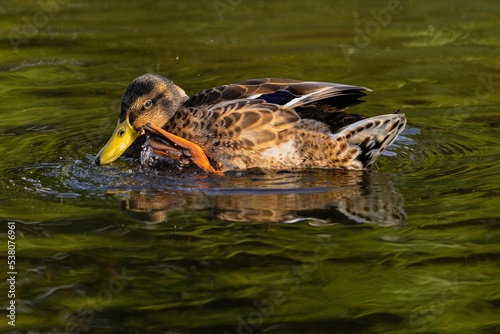 Closeup of an American black duck swimming and scratching its head. Anas rubripes. photo