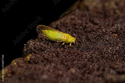 Adult Jumping Plant Lice