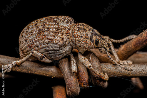 Adult White Broad-nosed Weevil Beetle photo