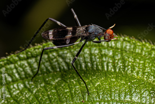 Adult Stilt-legged Fly photo