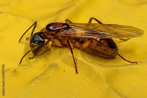 Adult Female Carpenter Queen Ant photo