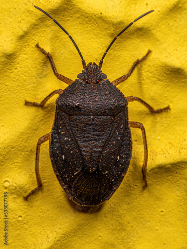 Adult Stink Bug photo