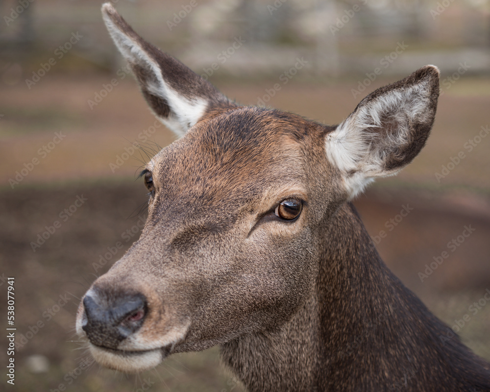 Female red deer (Cervus elaphus) portrait. Detail of the head. Also called a hind. Czech republic, Pilsen region, Europe. Isolated on blurred background. Female red deer (Cervus elaphus) portrait. Detail of the head. Also called a hind. Czech republic, Pilsen region, Europe. Isolated on blurred background.