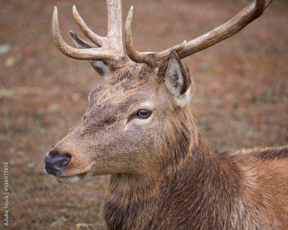Male red deer (Cervus elaphus) portrait. Detail of the head. Also called stag or hart. Czech republic, Pilsen region, Europe. Isolated on blurred background. Male red deer (Cervus elaphus) portrait. Detail of the head. Also called stag or hart. Czech republic, Pilsen region, Europe. Isolated on blurred background.