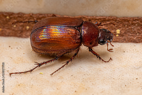 Adult June Beetle photo