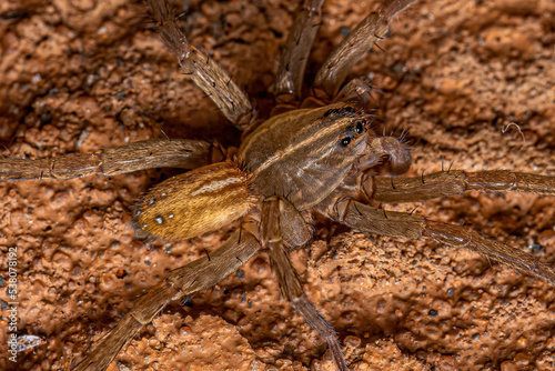 Small Male Wolf Spider photo