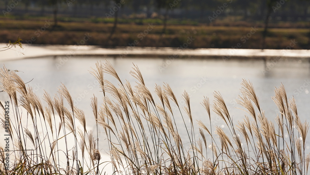 The soft reeds view on the water in winter The soft reeds view on the water in winter