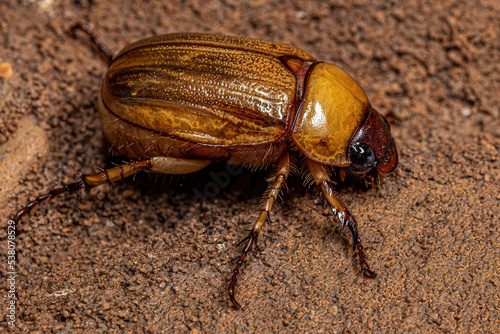 Adult Brown Scarab photo