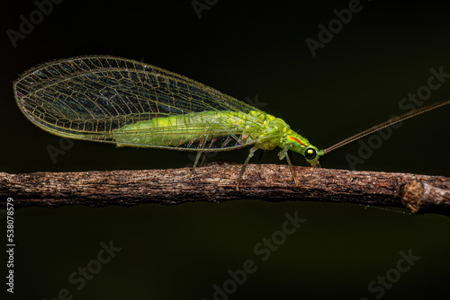 Adult Typical Green Lacewing