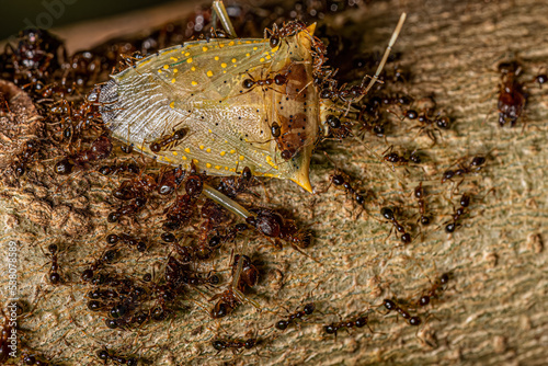 Adult Female Big-headed Ants preying on an adult White spotted Arvelius stink bug photo