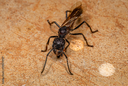 Adult Bullet Ant Queen photo