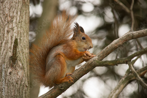 A young squirrel eats a nut
