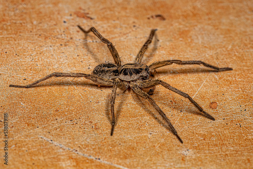 Adult Male Wolf Spider photo