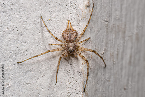 Small Longspinneret Spider photo