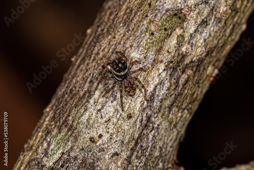 Adult Male Jumping Spider photo