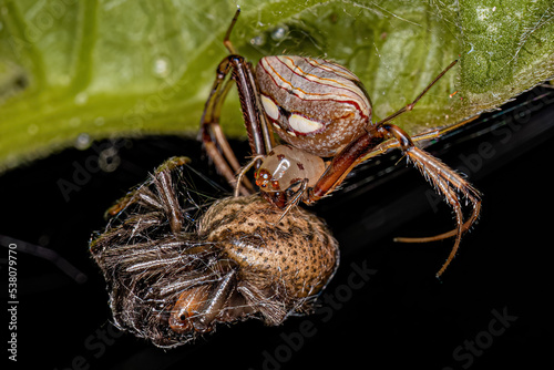 Small Female Pirate Spider preying on a small Classic Orbweaver