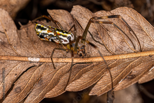 Female Golden Silk Spider photo