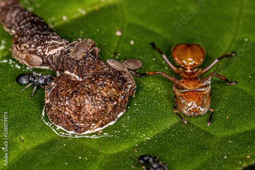 Adult Turtle Ants photo