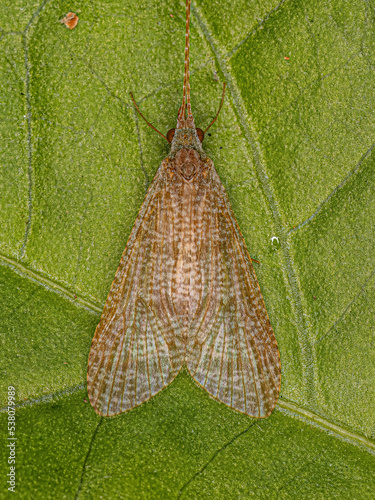 Adult Caddisfly Insect photo