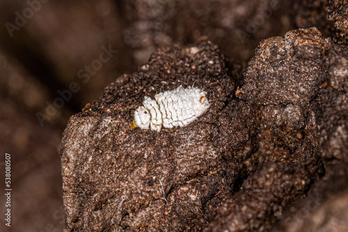 Lady Beetle Larva photo