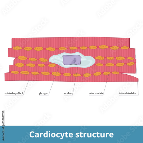 Cardiocyte structure. Heart muscle cell and its elements include striated myofibril, glycogen, nucleus, and mitochondria. Intercalated disks as an adjacent part of them.
