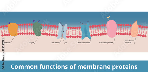Common functions of membrane proteins.	Receptor, enzyme, gated ion channel, cell-identity marker and cell-adhesion molecule. Chemical messenger breakdown and ions transportation. photo