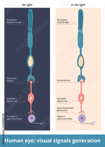 Human eye: visual signals generation. Schematic representation of nerve signal generation from rhodopsin to bipolar cell and Ganglion cell. Glutamate release and neurotransmitter generation.