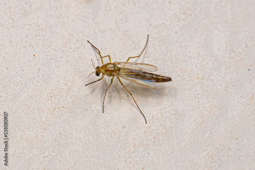 Adult Non-biting Midge photo