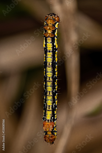 White-tipped Black Butterfly Caterpillar photo