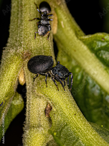 Small Jumping Spider photo