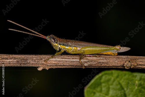 Adult Spurthroat Toothpick Grasshopper photo