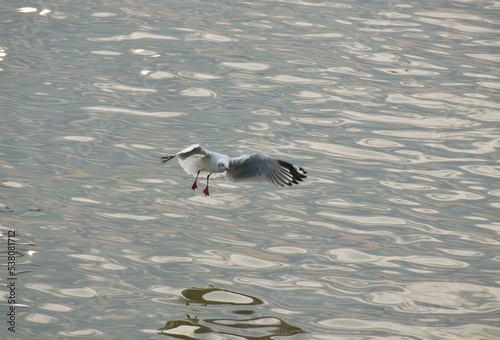 seagull flying to feeding food on sea at Bang poo travel location in Thailand 