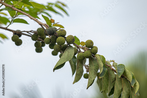 West Indian Elm Plant photo