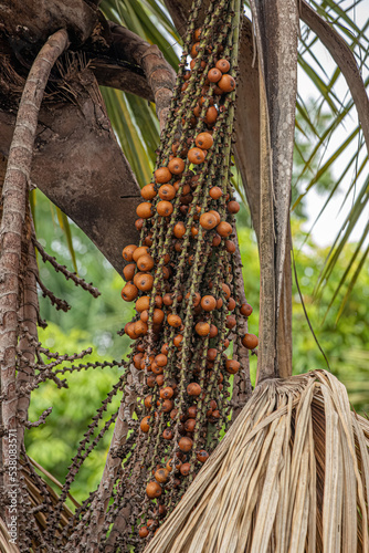 Red fruits of the buriti palm tree photo