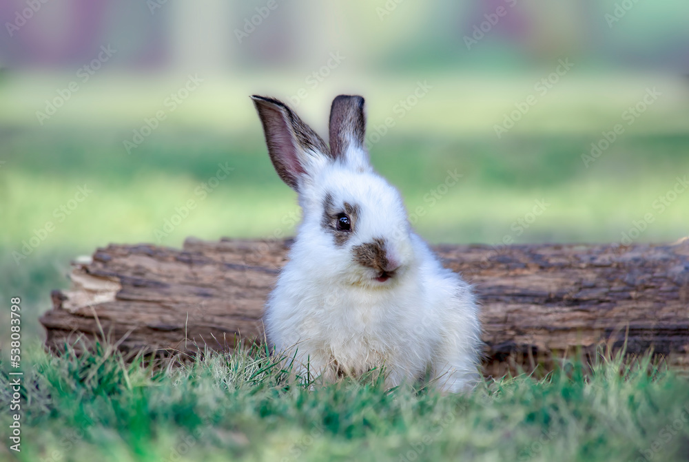 Fototapeta premium 草地にある倒木の前に座る白い子ウサギの正面の姿