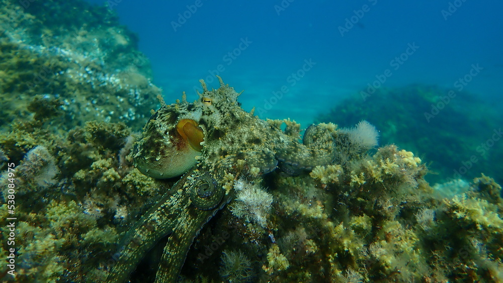 Fototapeta premium Common octopus (Octopus vulgaris) hunting, Aegean Sea, Greece, Halkidiki 