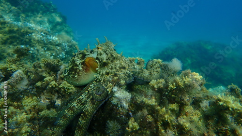 Common octopus  Octopus vulgaris  hunting  Aegean Sea  Greece  Halkidiki 