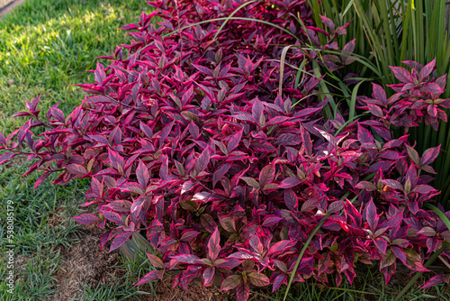 Ruby Leaf Plant photo