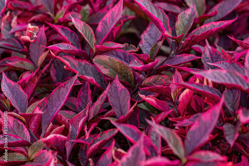 Ruby Leaf Plant